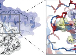 Explorando la distribución estructural de la variación genética en SARS-CoV-2 con el recurso en línea COVID-3D