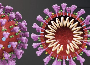La tubería de mutación de pico revela la aparición de una forma más transmisible de SARS-CoV-2